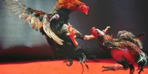 Tuyệt Chiêu Áp Dụng Cách Chơi Đá Gà WS168 Tại M88Vin Đỉnh Cao Nhất